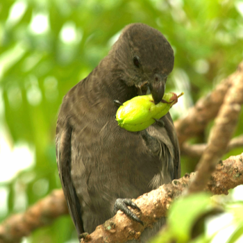 Black Parrot Suite omgivet af tropisk natur og havudsigt.