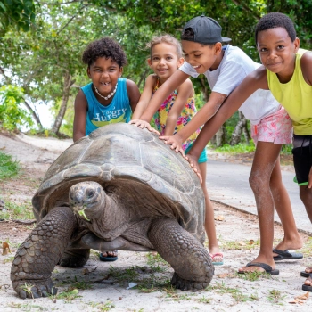 Kæmpeskildpadde på La Digue Island i naturlige omgivelser.