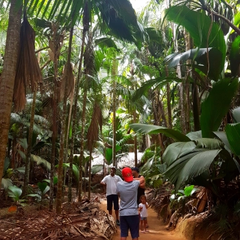 Vallée de Mai på Seychellerne med Coco de Mer palmer og frodig urskov.